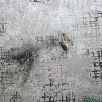 iPhone 11 Battery Overheating Caused Fire, Troy Service Ignored My Safety Concerns