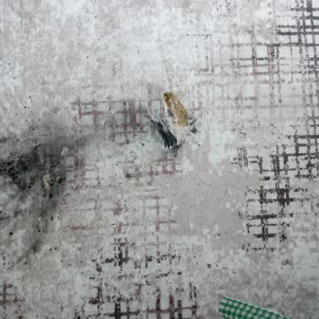 iPhone 11 Battery Overheating Caused Fire, Troy Service Ignored My Safety Concerns