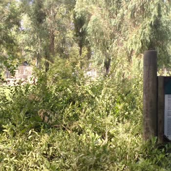 İzmir Büyükşehir Belediyesi Sasalı Hem Hayvanlara Hem İnsanlara Eziyet