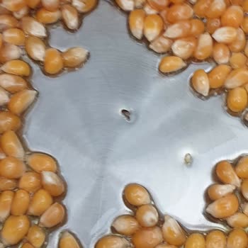 Duru Bulgur Duru Patlayan Mısırdan Böcek Çıktı