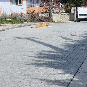 Konya Büyükşehir Belediyesi Başıboş Sokak Köpekleri