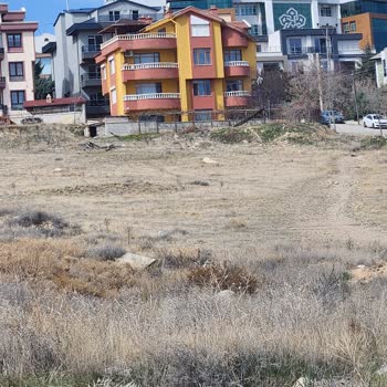 Konya Büyükşehir Belediyesi Başıboş Sokak Köpekleri