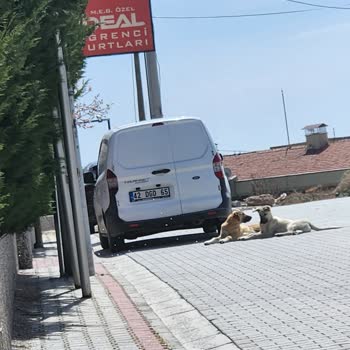 Konya Büyükşehir Belediyesi Başıboş Sokak Köpekleri