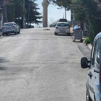Konya Büyükşehir Belediyesi Başıboş Sokak Köpekleri