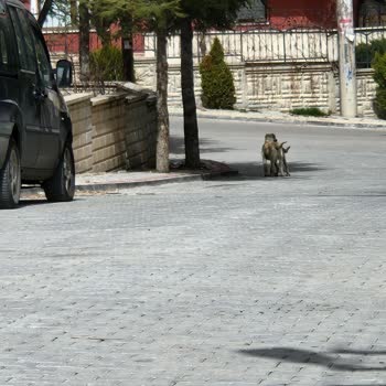 Konya Büyükşehir Belediyesi Başıboş Sokak Köpekleri