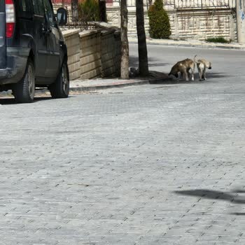 Konya Büyükşehir Belediyesi Başıboş Sokak Köpekleri