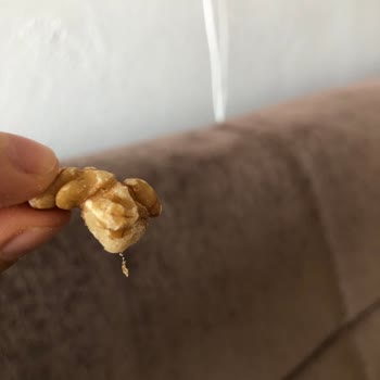 Gold Harvest Kuruyemiş Kurtlu Ceviz Firma Nasıl Cevap Verecek