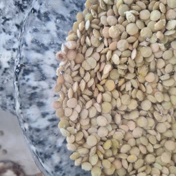 Tat Bakliyat Tat Marka Yeşil Mercimek İçinde Böcekler Çıktı.