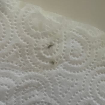 BİM'den Alınan Noodle İçinde Böcek Çıktı