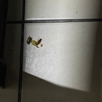 Torium AVM'de Her Yerde Böcek Olması Sorunu