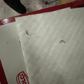 Bolçi Çikolata Bolçi Bolu Çikolatası Kurtlanmış