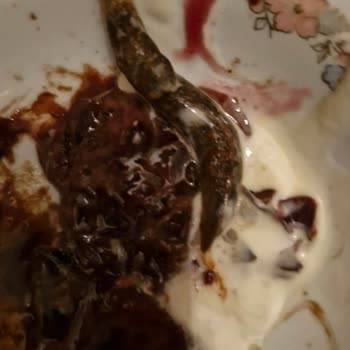 A101 Marketten Aldığım Magnum Dondurmadan Böcek Çıktı