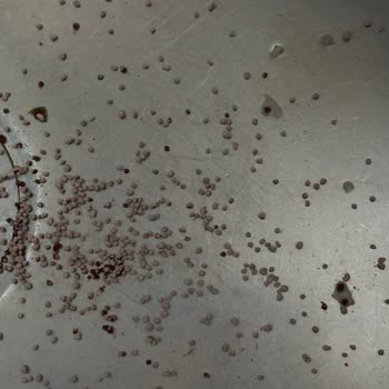 Pakmaya Ürün İçinde Ölü Güve