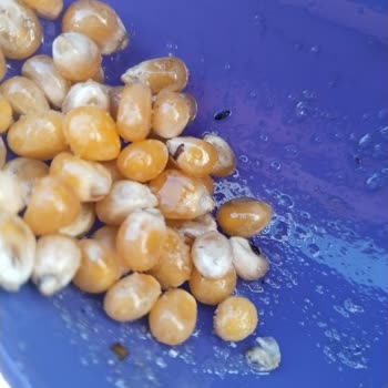 Simbat Cin Mısır: Böcek Şikayeti