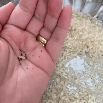 Tat Bakliyat Böcek Yuvası Pirinçler!