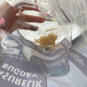 Yayla Bakliyat Aşurelik Buğday Canlı Böcek