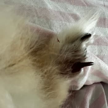 Green Line Veteriner Kliniği Bomonti Greenline Veteriner Kliniği Pişmanlığım!