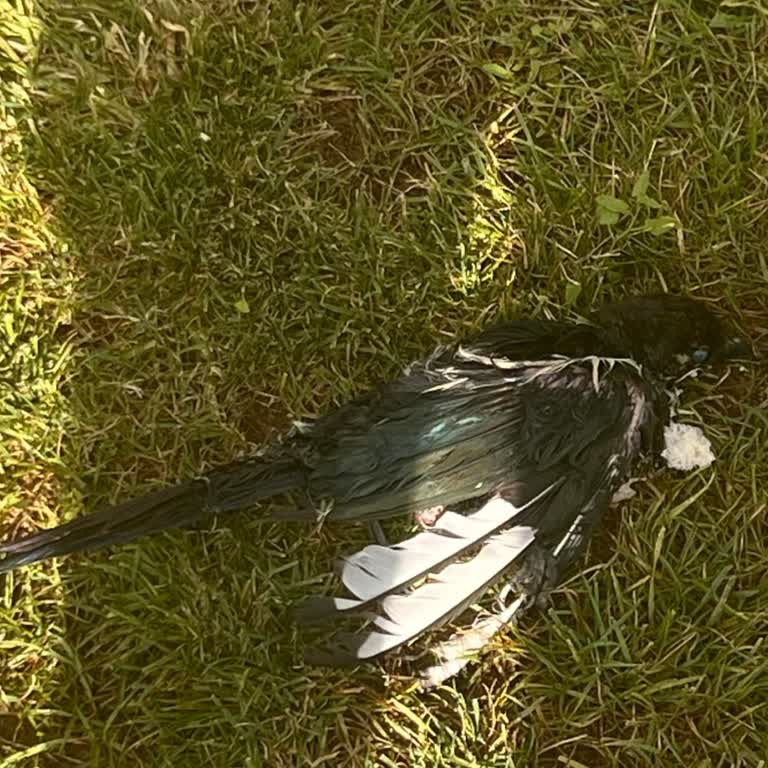 Alo 153 Hayvan Ambulansı 153,180 Telefonları Açmıyor Herkes Birbirine Yönlendiriyor