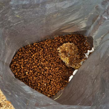 Reflex Mamada Küf Çıktı!