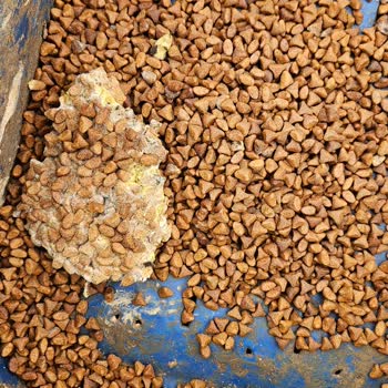 Reflex Mamada Küf Çıktı!