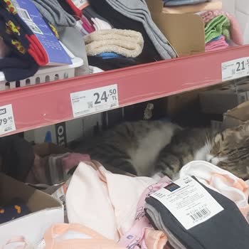 A101 Şubesinde Kedi Yaşıyor!