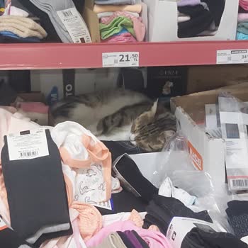A101 Şubesinde Kedi Yaşıyor!
