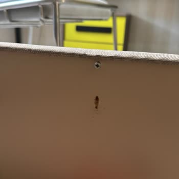 Kelebek Mobilya Lova Yatak Young Star Baza Pişmanlığı