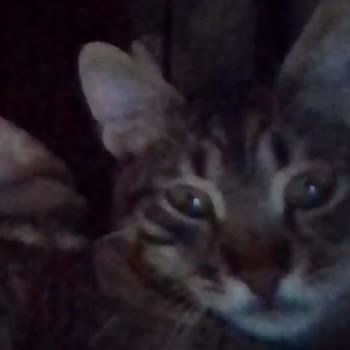 Çınar Veteriner Kliniği İç Dış İşe Yaramadı