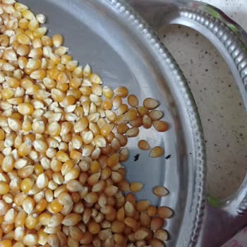 Yazar Bakliyat Yazar Marka Bakliyat Böcekli Çıktı.