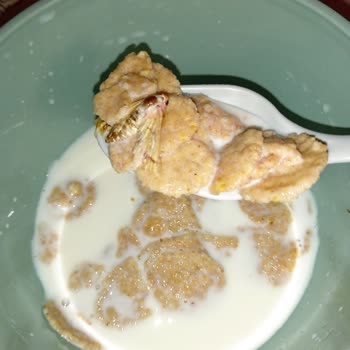 Kellogg's Mısır Gevreğinin İçinden Kelebek Çıktı