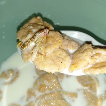 Kellogg's Mısır Gevreğinin İçinden Kelebek Çıktı