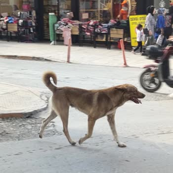 Bafra Belediyesi Samsun Da Köpekler