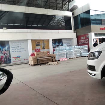 Bafra Belediyesi Samsun Da Köpekler