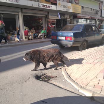 Bafra Belediyesi Samsun Da Köpekler