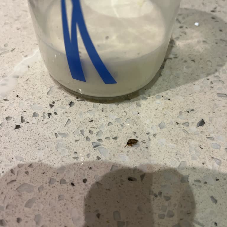 Hipp Mamadan Çıkan Böcek