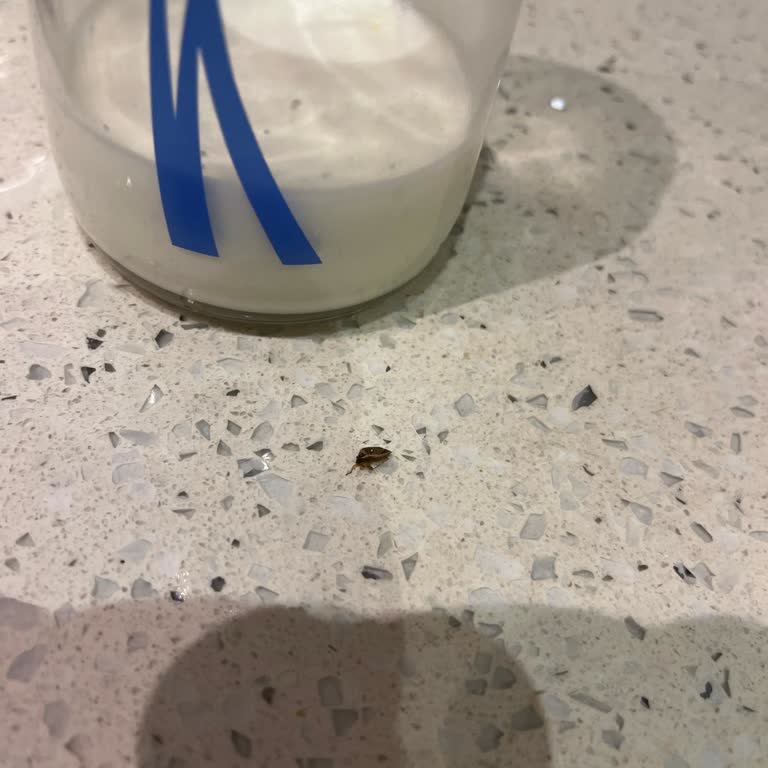 Migros Hipp Mamadan Böcek Çıktı