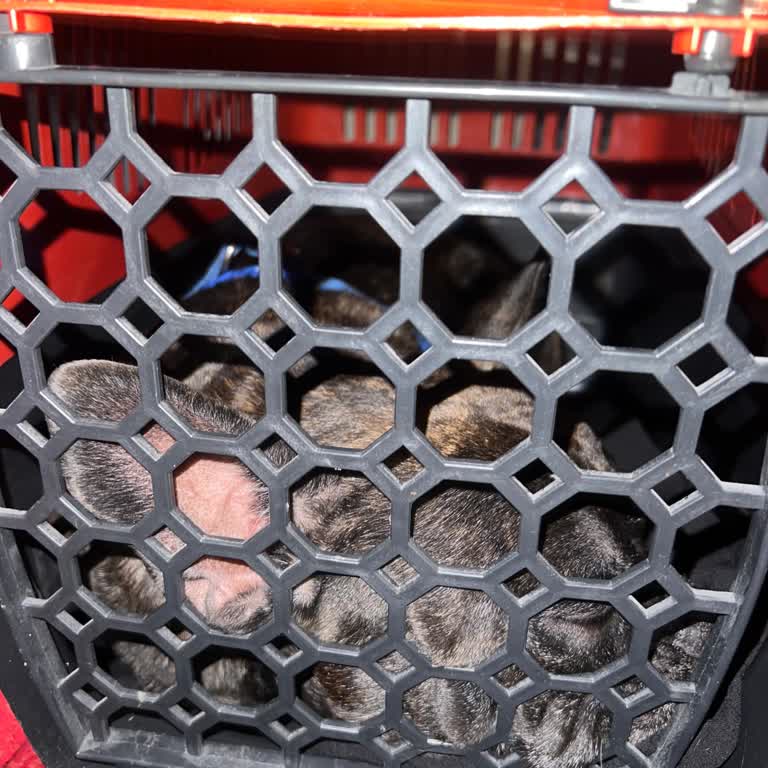 Pamukkale Turizm Epilepsi Hastası Köpeğimle Yaşadığım Seyahat Mağduriyeti!