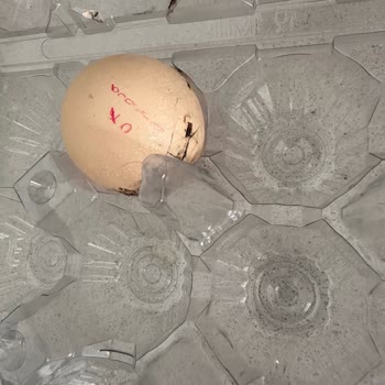 Farmbella Marka Yumurtanın Bozuk Çıkması!