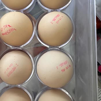 Farmbella Marka Yumurtanın Bozuk Çıkması!