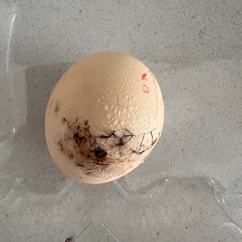 Farmbella Marka Yumurtanın Bozuk Çıkması!