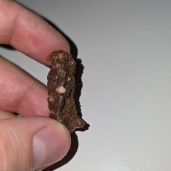 Muscle Station Protein Barında Beklenmedik Bulgu