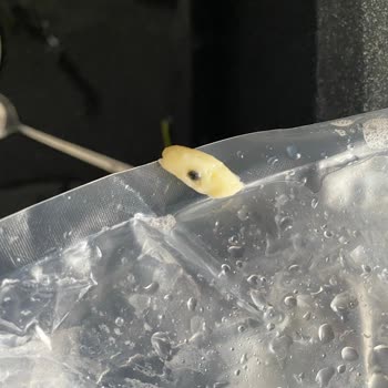 Hakmar Göynük Tereyağın İçinde Siyah Parçalar Çıktı