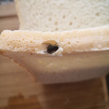 UNO Ekmek Üründen Haşere Çıkması