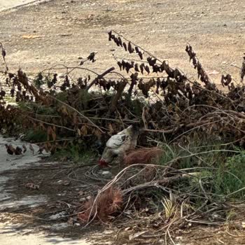 İstanbul Büyükşehir Belediyesi Horozun Verdiği Rahatsızlık