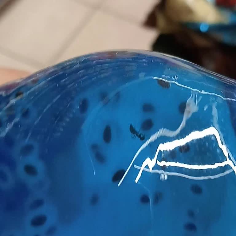 Zen Drinks Karınca Faciası