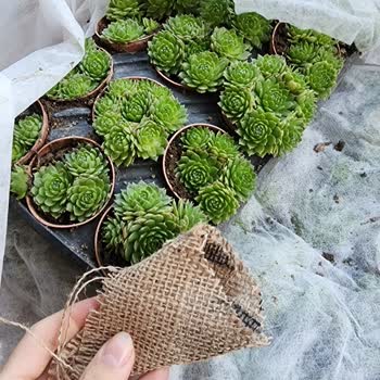 Kaktus_sukulent22 (Instagram) Yarı Fiyattaki Ürünün Para Üstü İade Edilmiyor