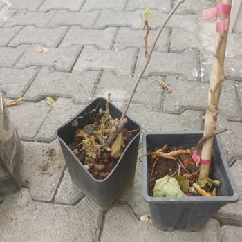 Fidan Diyarı (fidandiyarim.com) Fidan Diyarı Şikayet