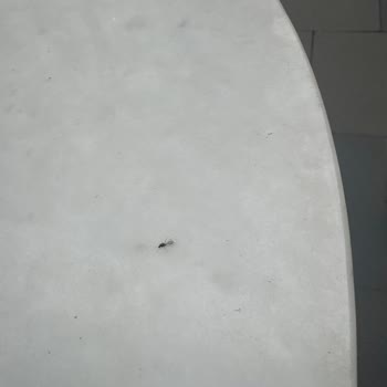 Sensus Piyalepaşa Müşteri Memnuniyetsizliği Konuşma Tarzı Karşılama