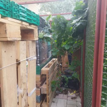 Şok Marketler Ağaç Katli Şok