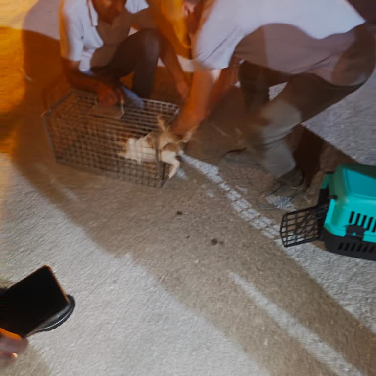 Yeşilyurt Belediyesi Malatya Yeşilyurt Veteriner Müdürlüğü